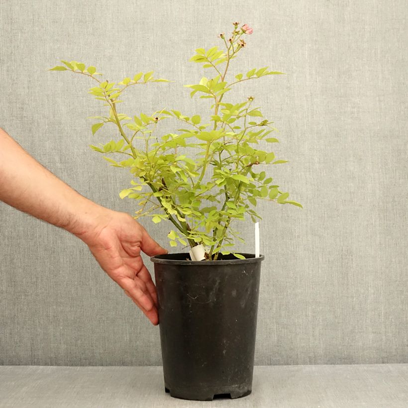 Spécimen de Rosier arbustif Dinky Pot de 4L/5L tel que livré en été