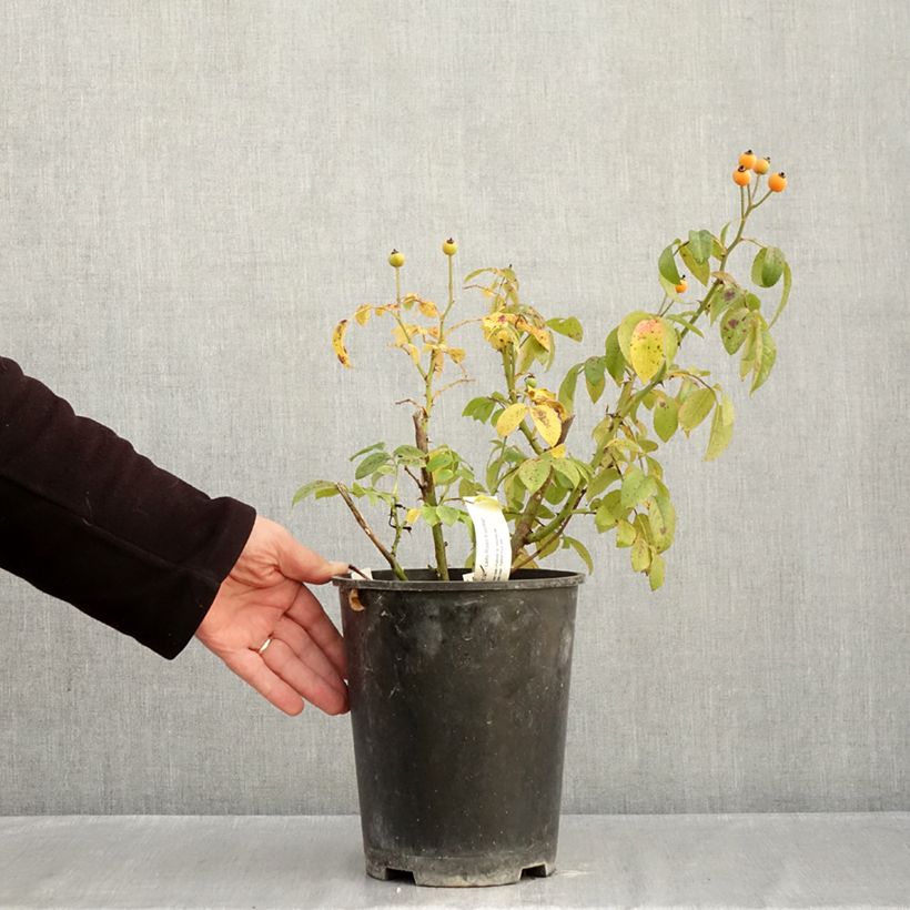 Spécimen de Rosier arbustif  Finn's Rose Pot de 4L/5L tel que livré en automne