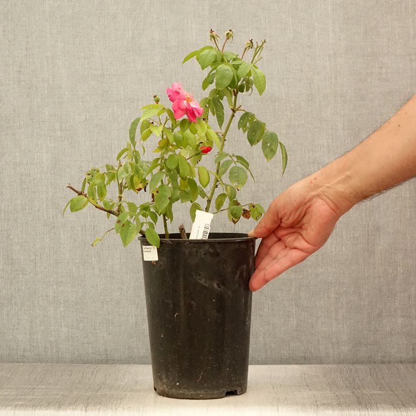 Spécimen de Rosier arbustif  Finn's Rose Pot de 4L/5L tel que livré en été