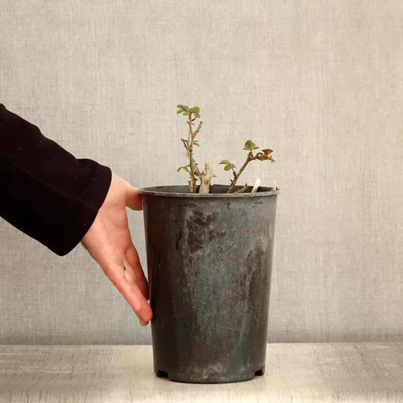 Spécimen de Rosier arbustif  Finn's Rose Pot de 4L/5L tel que livré en hiver