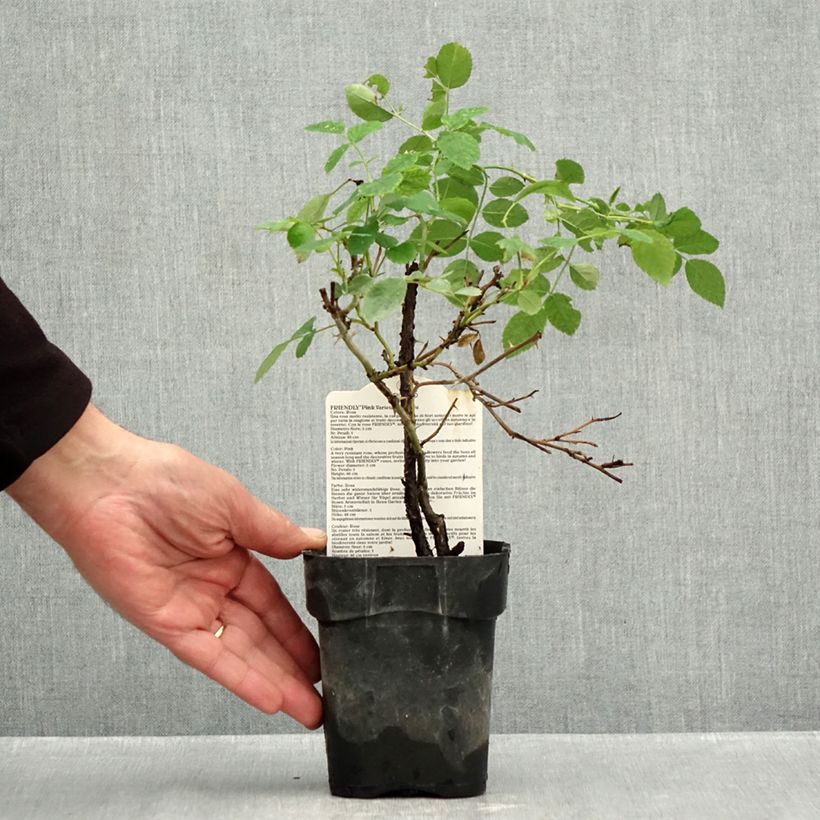 Spécimen de Rosier arbustif Friendly Pink Meissalu Pot de 10 cm/11cm Issu de bouture tel que livré en automne