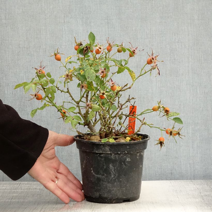 Spécimen de Rosier arbustif Friendly Pink Meissalu Pot de 2L/3L tel que livré en automne