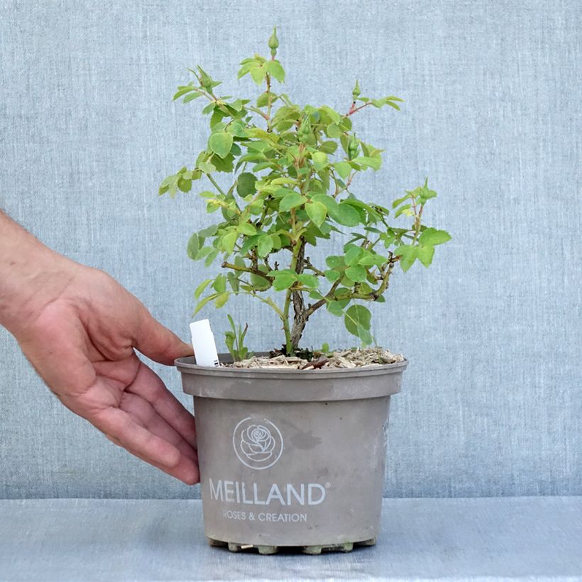 Spécimen de Rosier arbustif Friendly Pink Meissalu Pot de 2L/3L tel que livré en été