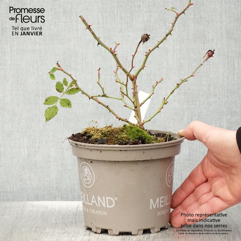 Spécimen de Rosier arbustif Friendly Purple Meicosme Pot de 2L/3L tel que livré en hiver