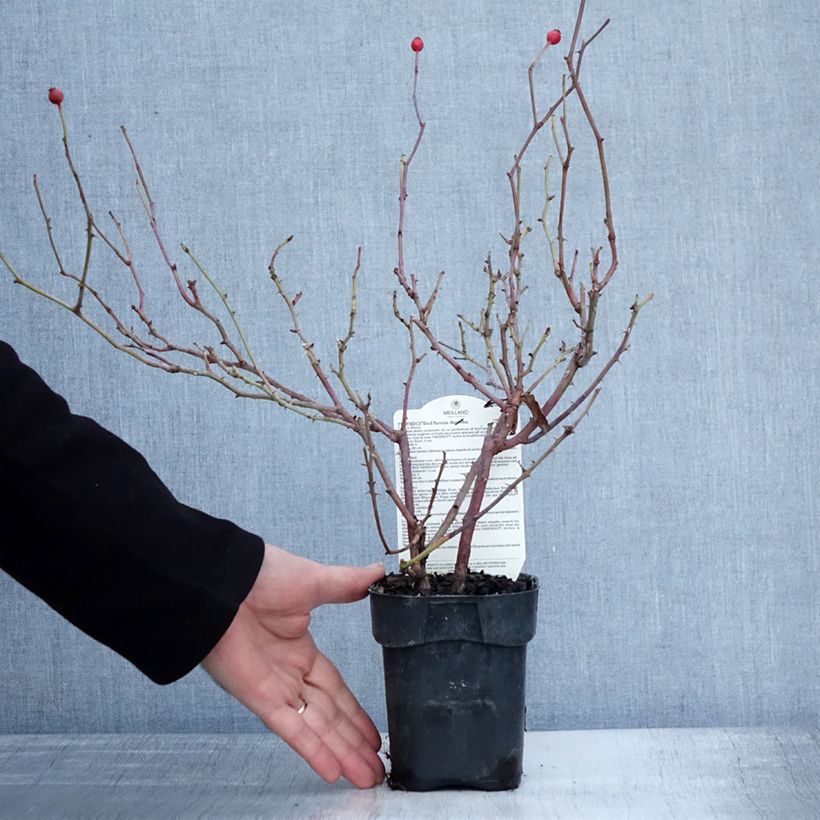 Spécimen de Rosier arbustif Friendly Red Meiariba Pot de 10 cm/11cm, Issu de bouture tel que livré en hiver