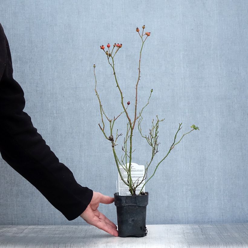 Spécimen de Rosier arbustif Friendly Sweet Meinatope Pot de 10 cm/11cm, Issu de bouture tel que livré en hiver