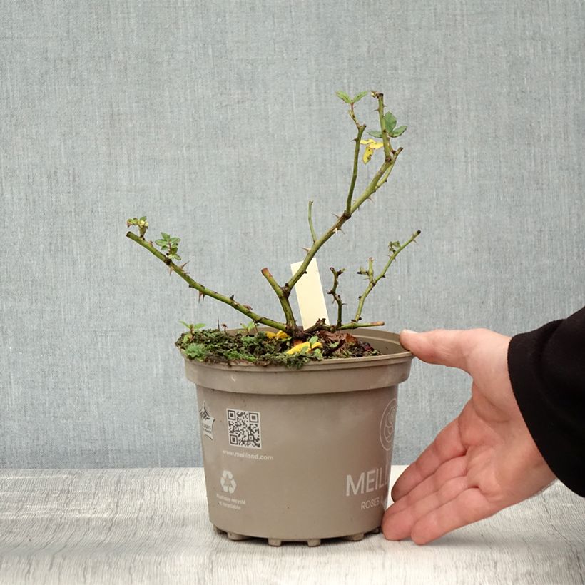 Spécimen de Rosier arbustif Friendly Sweet Meinatope Pot de 2L/3L tel que livré en automne