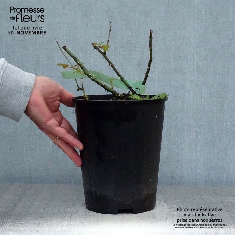 Spécimen de Rosier arbustif Golden Wings Pot de 4L/5L tel que livré en automne