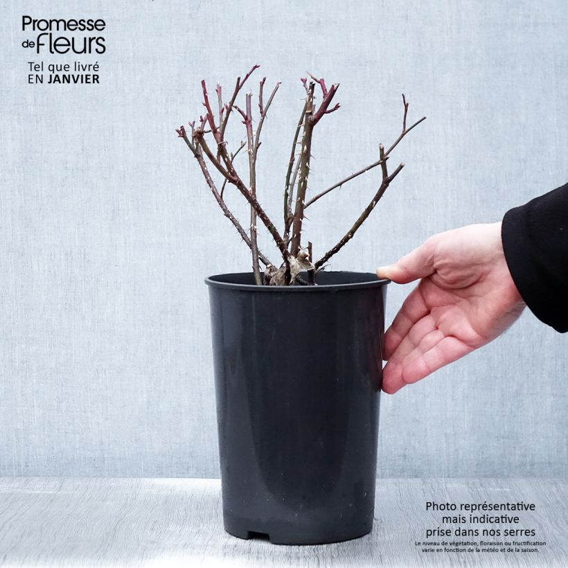 Spécimen de Rosier arbustif Golden Wings Pot de 4L/5L tel que livré en hiver
