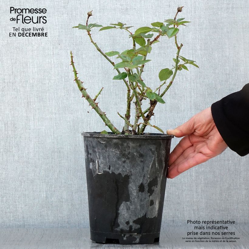 Spécimen de Rosier arbustif Heavenly Pink Pot de 4L/5L tel que livré en automne