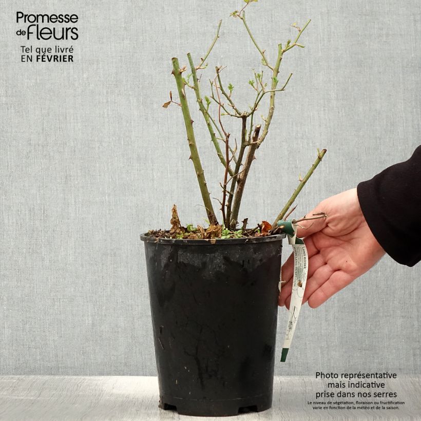 Spécimen de Rosier arbustif Heavenly Pink Pot de 4L/5L tel que livré en hiver