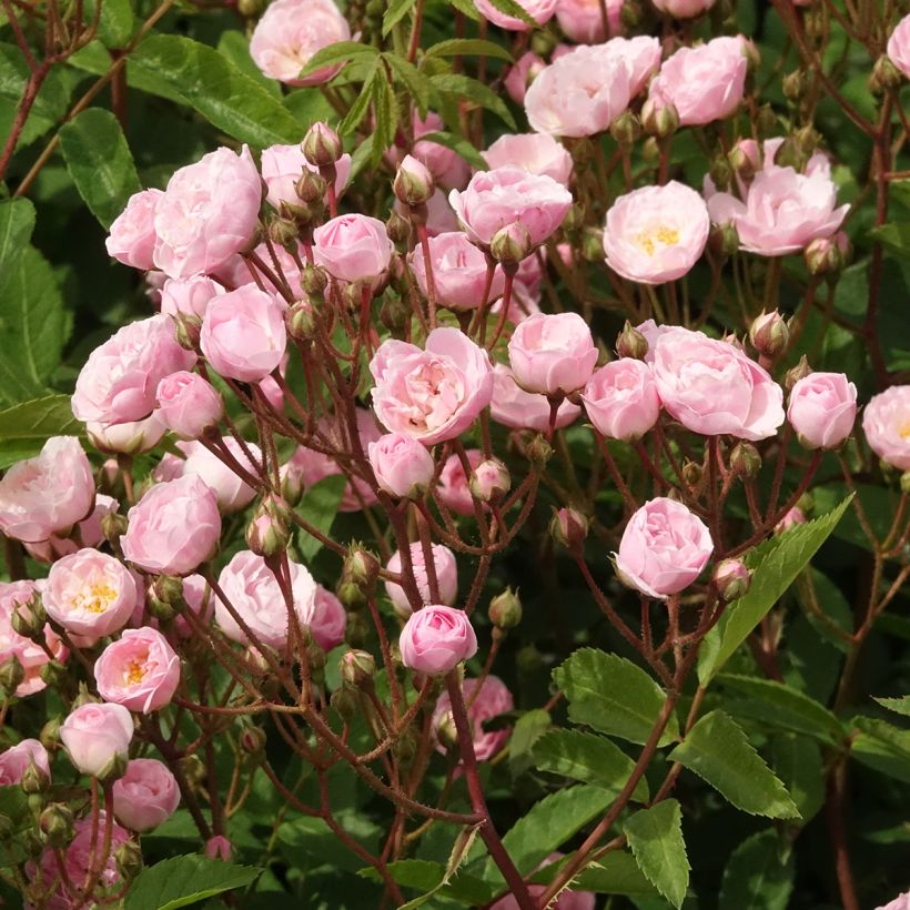 Rosier arbustif Heavenly Pink (Floraison)