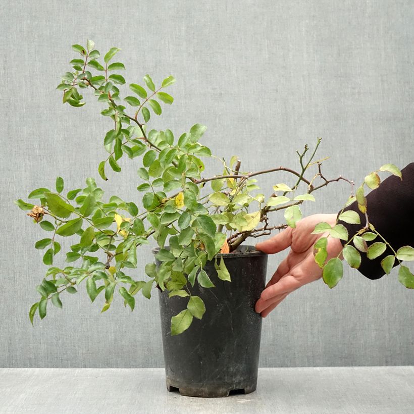 Spécimen de Rosier arbustif Ice Meillandecor Pot de 4L/5L tel que livré en automne