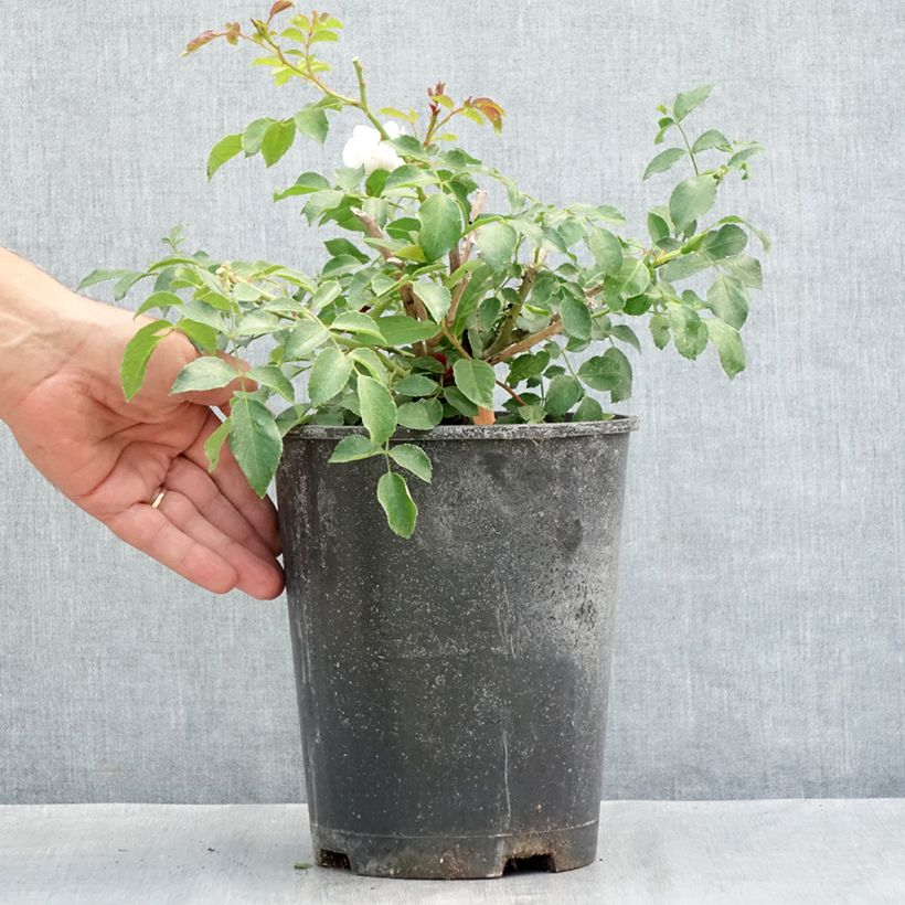 Spécimen de Rosier arbustif Ice Meillandecor Pot de 4L/5L tel que livré en été