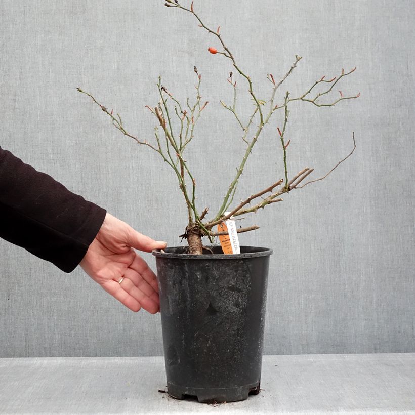 Spécimen de Rosier arbustif Ice Meillandecor Pot de 4L/5L tel que livré en hiver