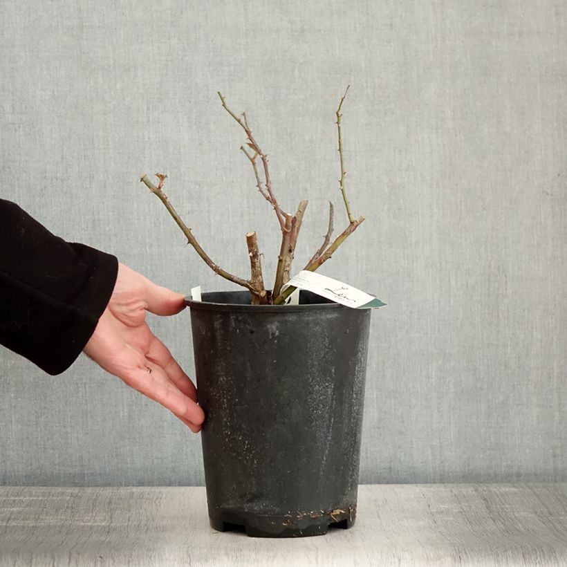 Spécimen de Rosier arbustif Kathleen Pot de 4L/5L tel que livré en hiver