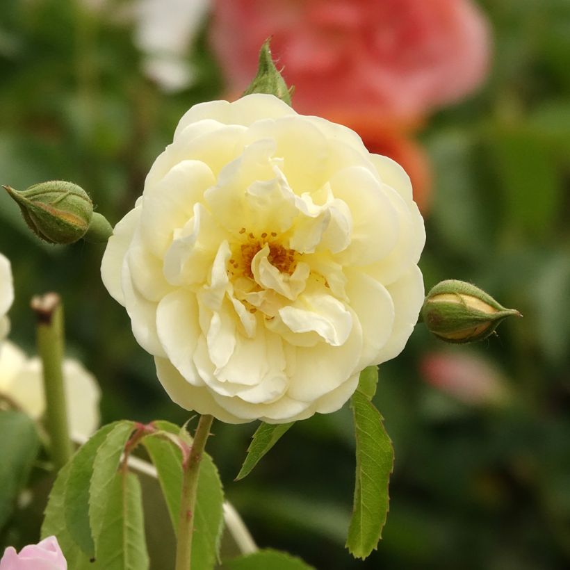 Rosier arbustif La Feuillerie (Floraison)