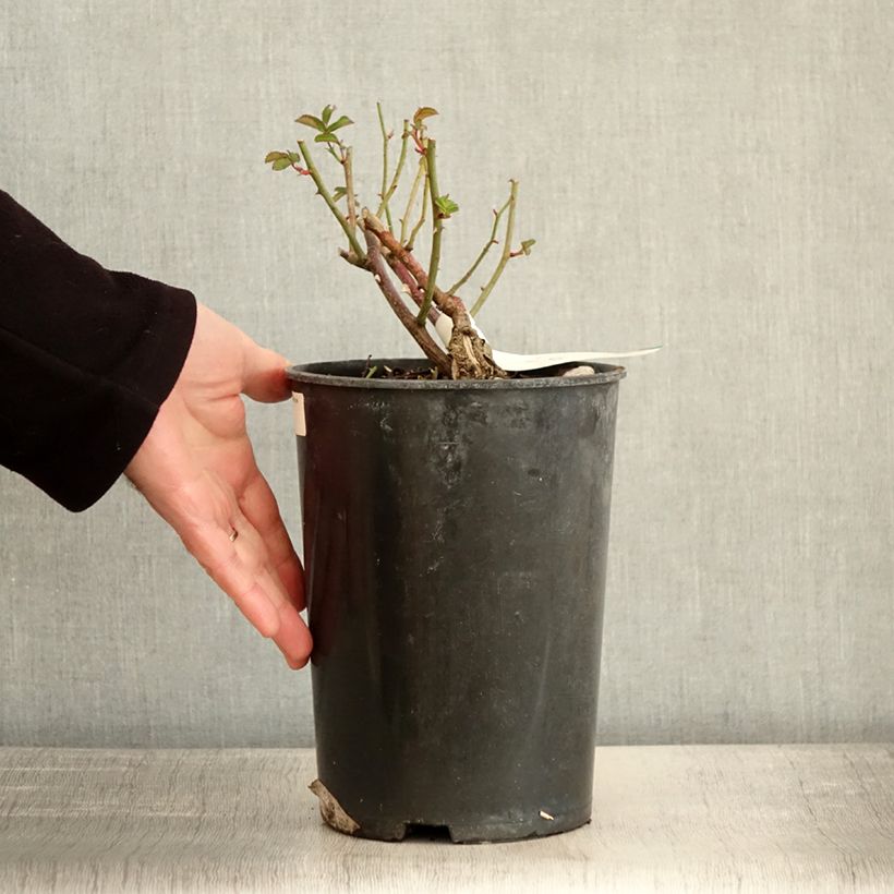 Spécimen de Rosier arbustif La Feuillerie Pot de 4L/5L tel que livré en hiver
