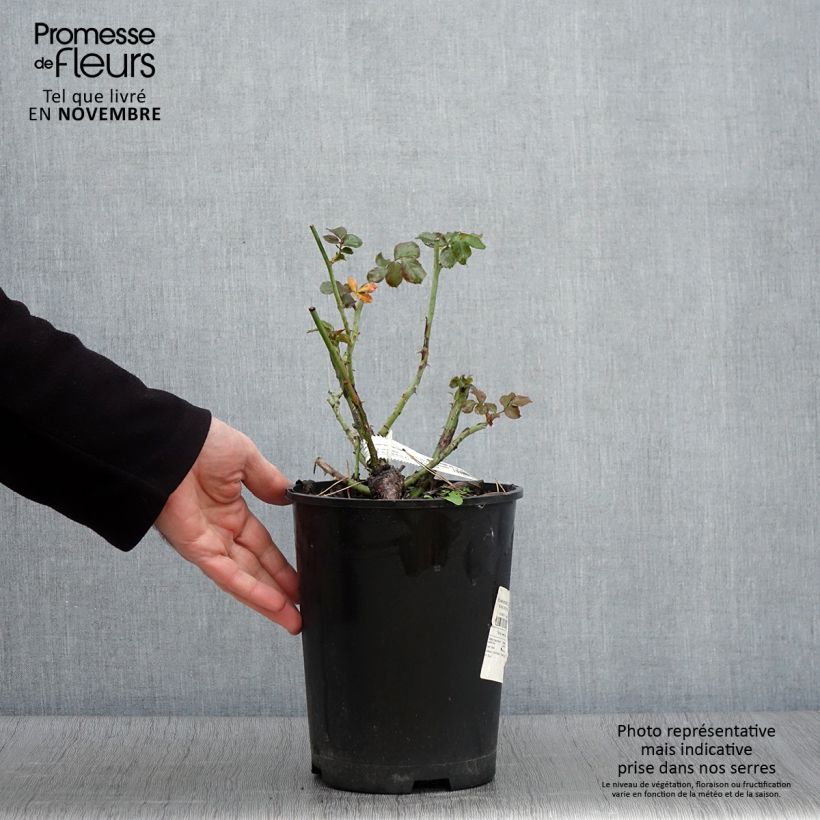 Spécimen de Rosier arbustif La Reine de la Nuit Pot de 3L/4L tel que livré en automne