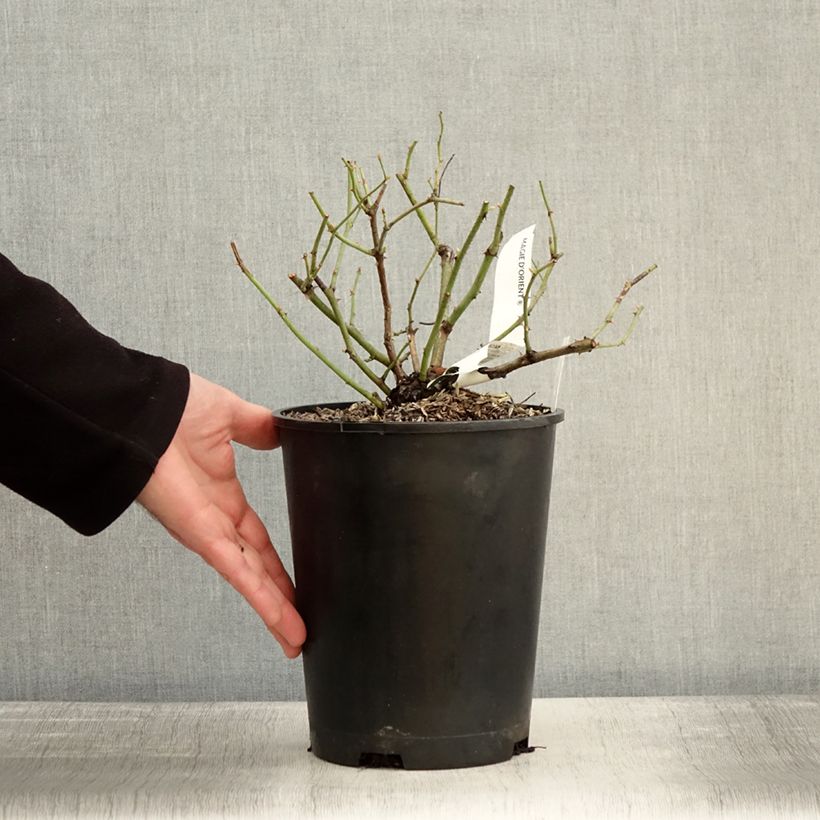 Spécimen de Rosier arbustif Magie d'orient Pot de 4L/5L tel que livré en hiver
