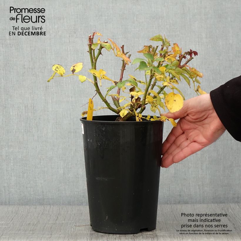 Spécimen de Rosier arbustif Maria Theresia Pot de 4L/5L tel que livré en automne