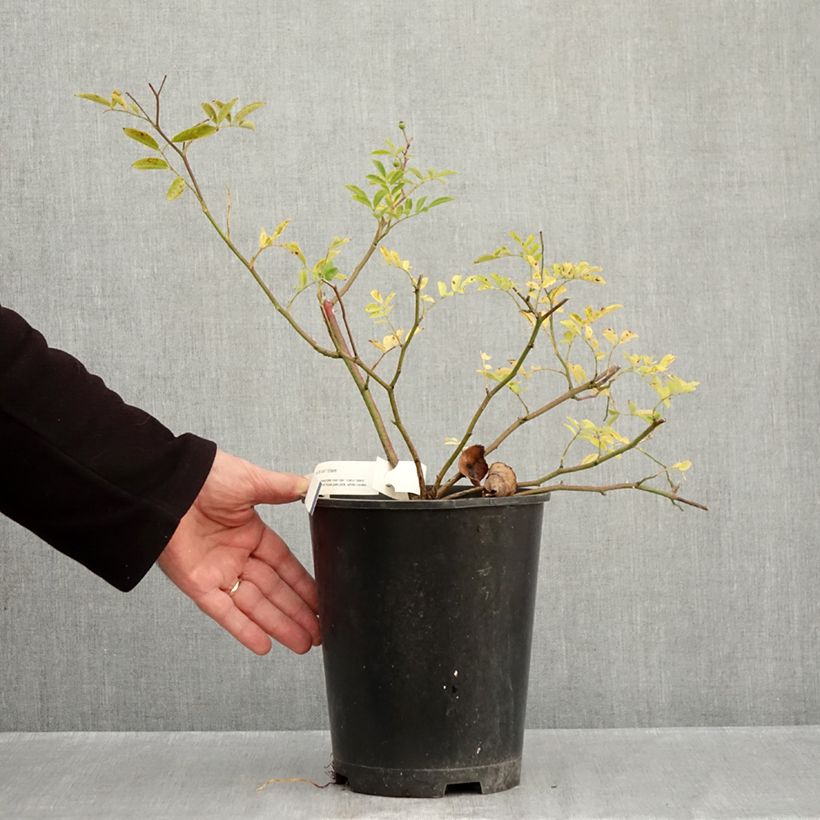 Spécimen de Rosier arbustif Millie Fleur Pot de 4L/5L tel que livré en automne