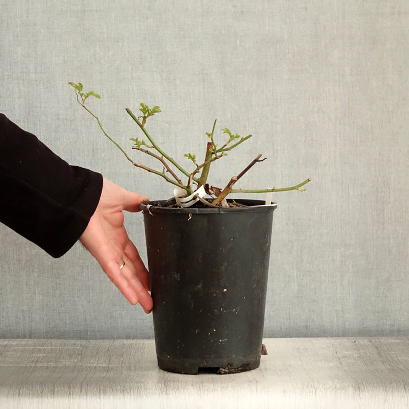 Spécimen de Rosier arbustif Millie Fleur Pot de 4L/5L tel que livré en hiver