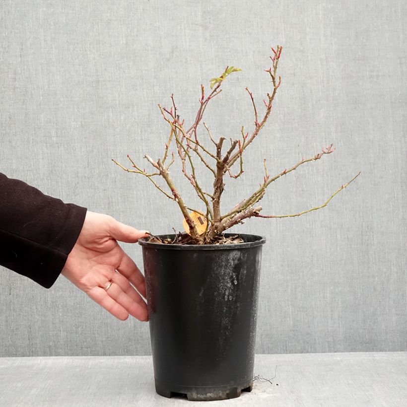 Spécimen de Rosier arbustif Nadia Meillandecor Pot de 4L/5L tel que livré en hiver