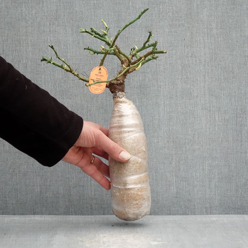 Spécimen de Rosier arbustif Nadia Meillandecor Racines nues en motte tel que livré en hiver