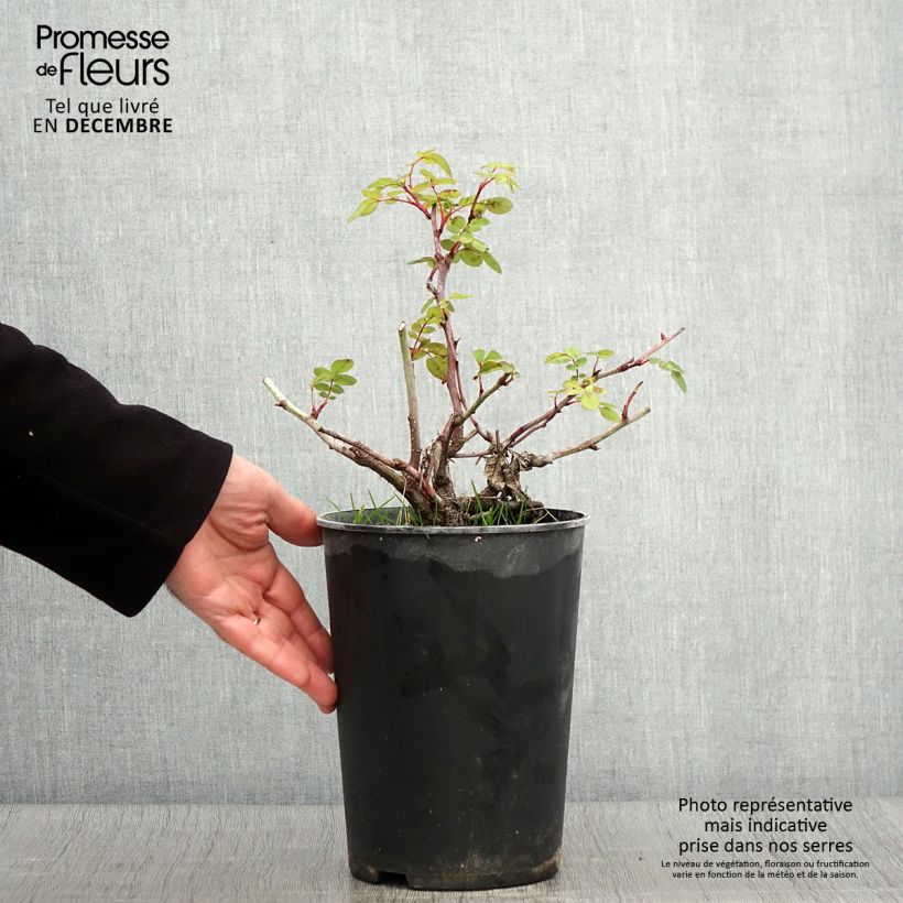 Spécimen de Rosier arbustif Nevada Pot de 4L/5L tel que livré en automne