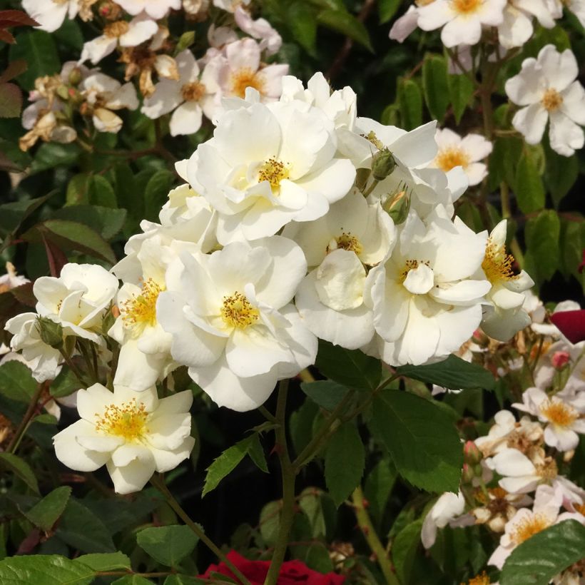 Rosier arbustif Omi Oswald (Floraison)