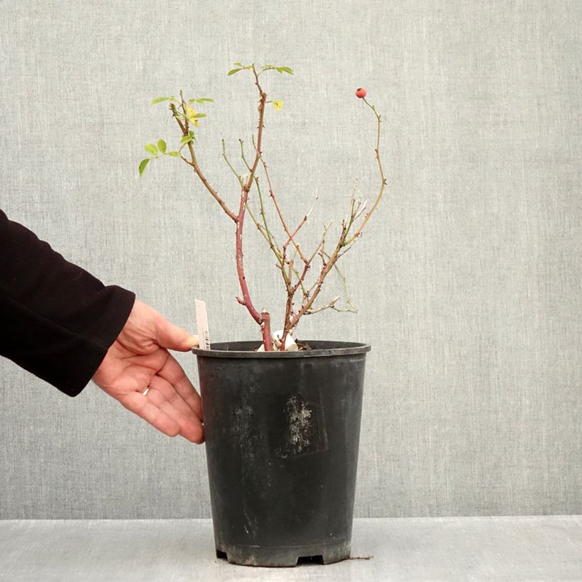 Spécimen de Rosier arbustif Omi Oswald Pot de 4L/5L tel que livré en automne
