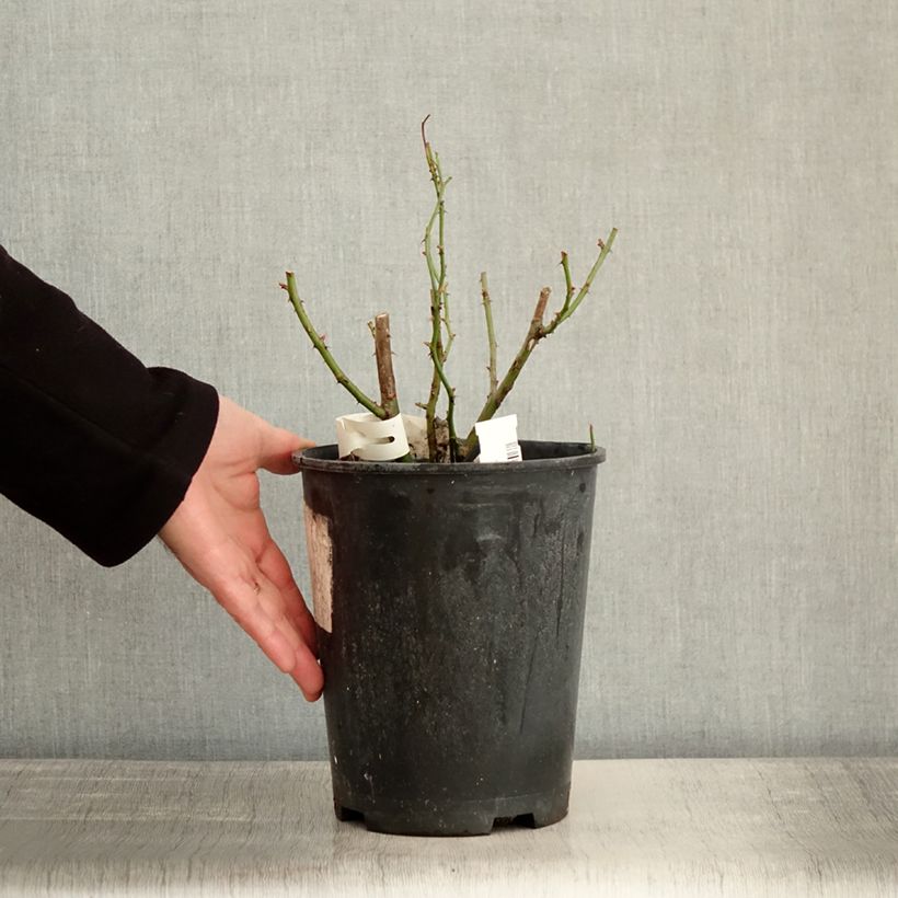 Spécimen de Rosier arbustif Omi Oswald Pot de 4L/5L tel que livré en hiver
