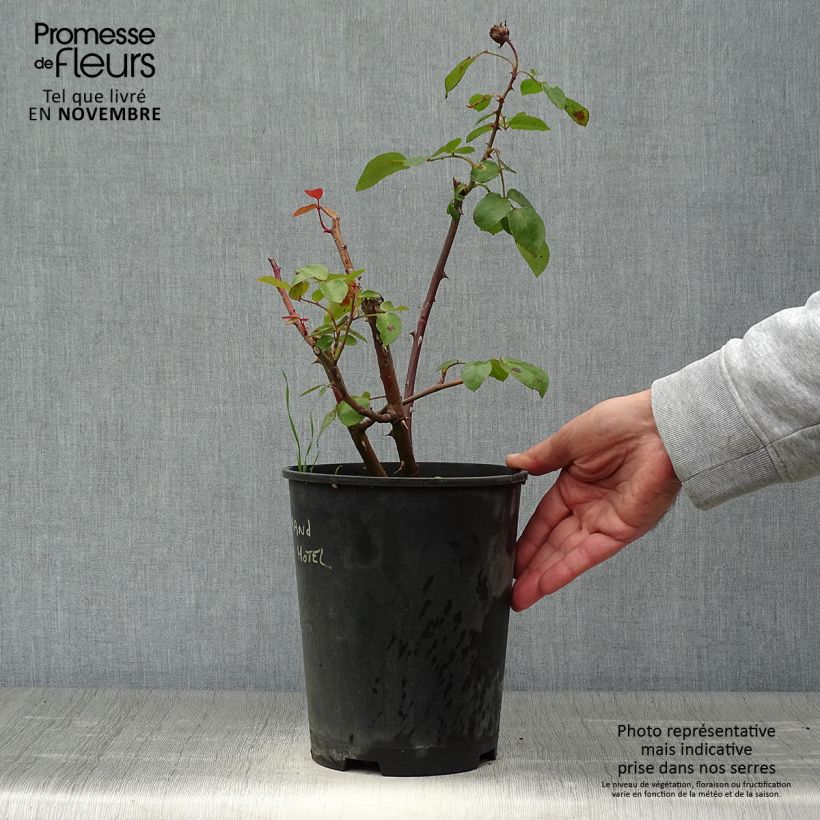 Spécimen de Rosier arbustif ou grimpant Grand Hotel Pot de 4L/5L tel que livré en automne