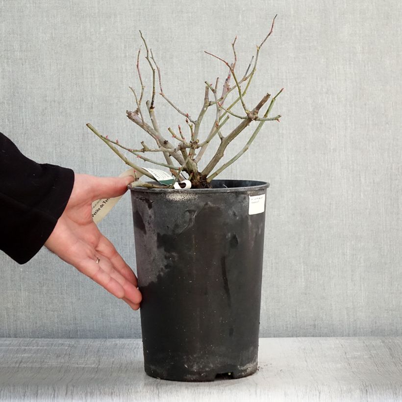 Spécimen de Rosier arbustif Petite de Terre Franche Pot de 4L/5L tel que livré en hiver