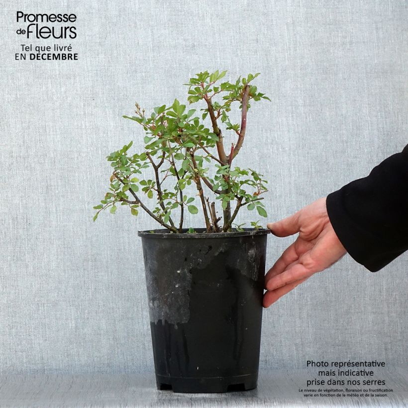Spécimen de Rosier arbustif Puccini Pot de 4L/5L tel que livré en automne