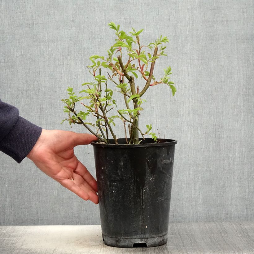 Amostra de Roseira arbustiva Puccini Vaso de 4 L/5 L tal como entregue na primavera