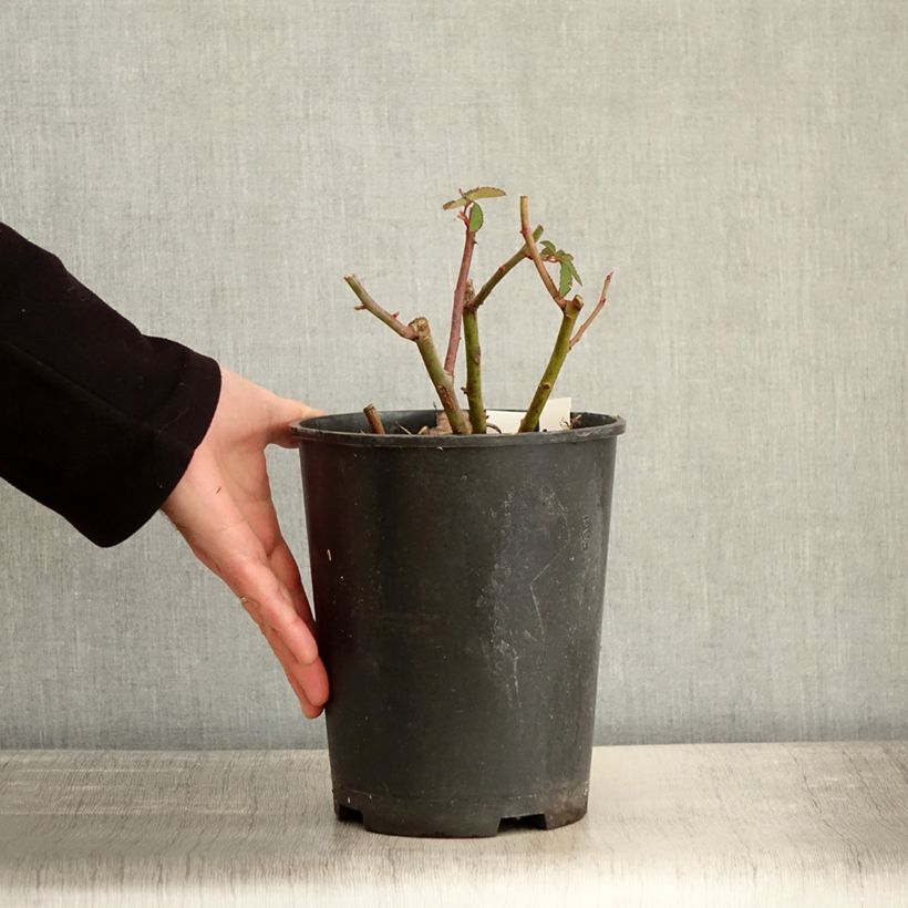 Spécimen de Rosier arbustif Rosalita Pot de 4L/5L tel que livré en hiver