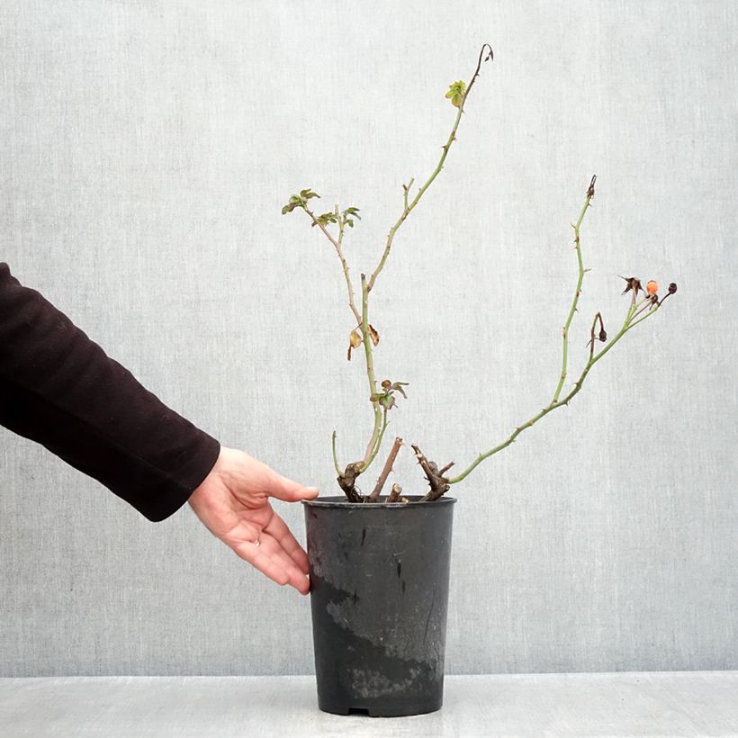 Spécimen de Rosier arbustif Rosenstadt Freising Pot de 4L/5L tel que livré en automne