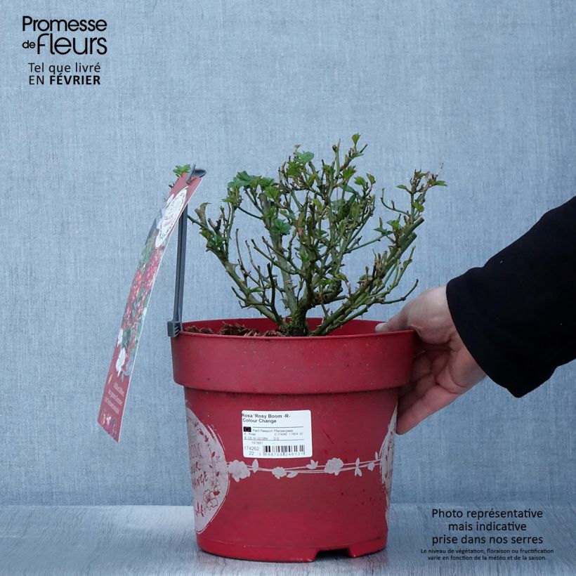 Spécimen de Rosier arbustif Rosy Boom Colour Change Pot de 6L/7L tel que livré en hiver