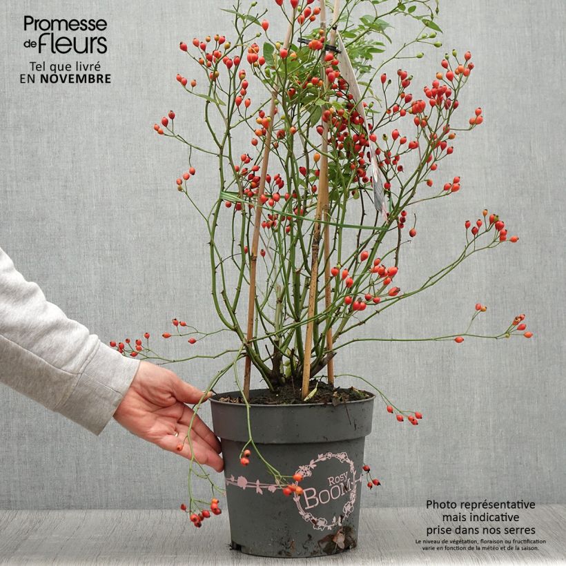 Spécimen de Rosier arbustif Rosy Boom Dynamic Hip Hop  Pot de 6L/7L tel que livré en automne