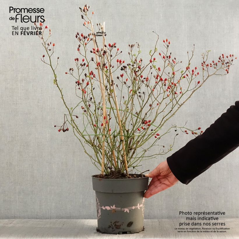 Spécimen de Rosier arbustif Rosy Boom Dynamic Hip Hop  Pot de 6L/7L tel que livré en hiver