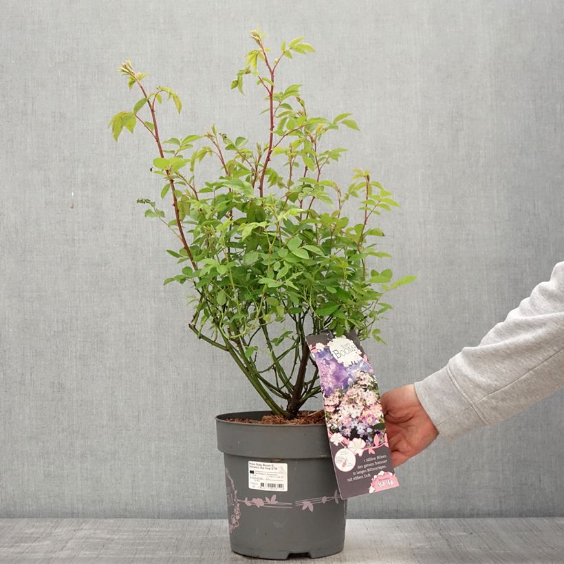 Amostra de Roseira arbustiva Rosy Boom Dynamic Hip Hop Vaso de 6 L/7 L tal como entregue na primavera