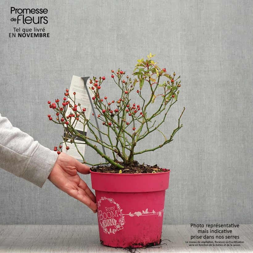 Spécimen de Rosier arbustif Rosy Boom Mini Pot de 6L/7L tel que livré en automne