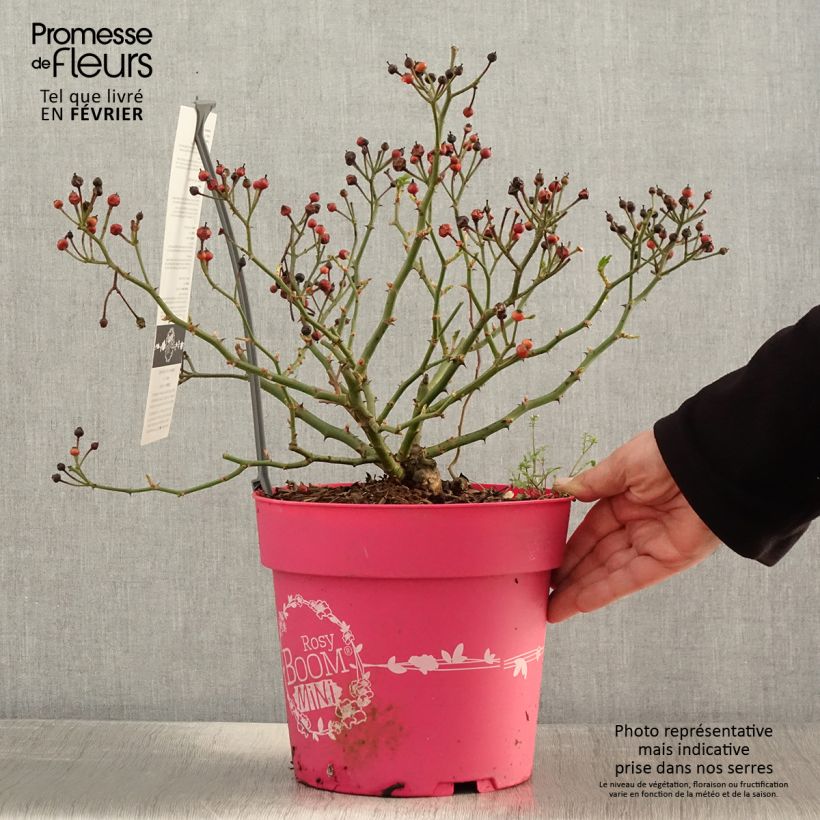 Spécimen de Rosier arbustif Rosy Boom Mini Pot de 6L/7L tel que livré en hiver