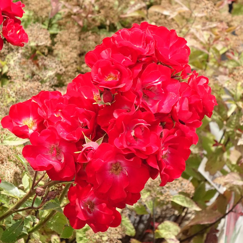 Rosier arbustif Rosy Boom rouge La Belle Rouge (Floraison)