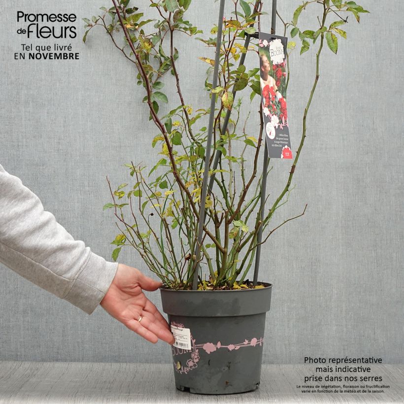 Spécimen de Rosier arbustif Rosy Boom rouge La Belle Rouge Pot de 6L/7L tel que livré en automne