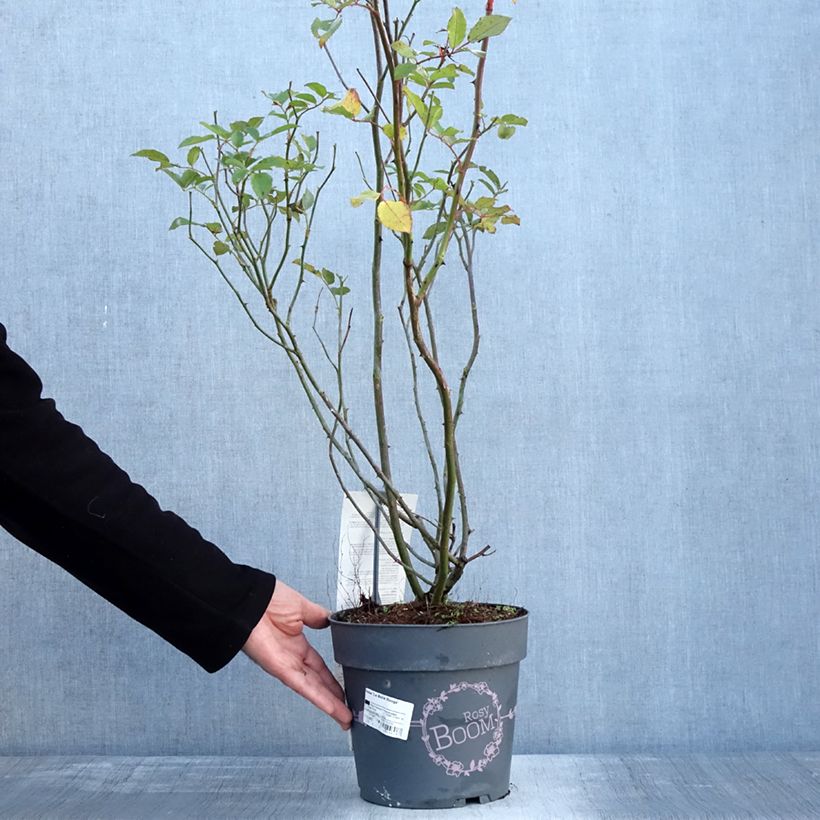 Spécimen de Rosier arbustif Rosy Boom rouge La Belle Rouge Pot de 6L/7L tel que livré en hiver