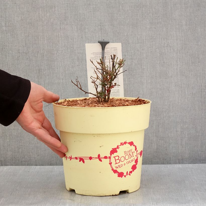 Spécimen de Rosier arbustif Rosy Boom Wild and Freaky Pot de 6L/7L tel que livré en hiver