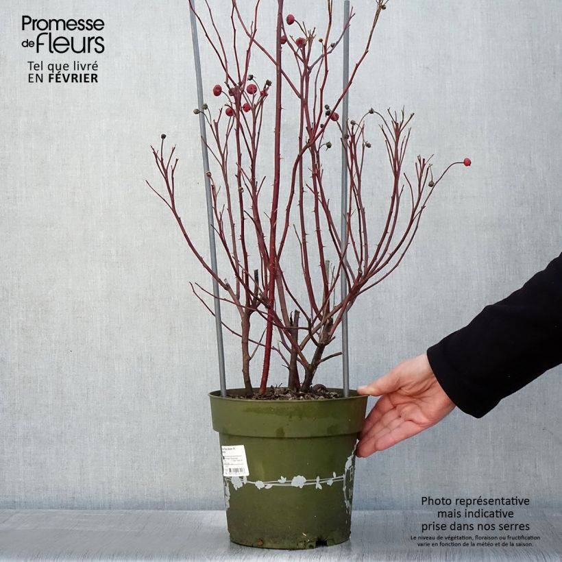Spécimen de Rosier arbustif Rosy Boom Wildlife Pot de 6L/7L tel que livré en hiver